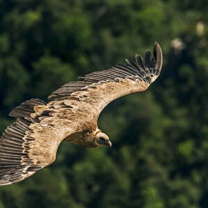 Griffin flying above the gorges du Verdon, Provence, France