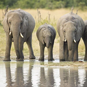 Group of African Elephant (Loxodonta africana) drinking from waterhole, Savuti