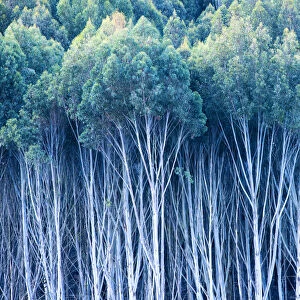 Gum Trees, New Zealand