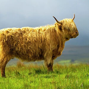 Highland cattle on grassland, Digg, Isle of Skye, Scottish Highlands, Scotland, UK