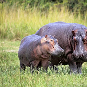 Hippo (Hippopotamus amphibius), Murchison Falls national park, Uganda, East Africa