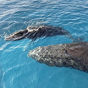 Humpback Whales, Mother and Calf (Megaptera novaeangliae), Hervey Bay, Queensland