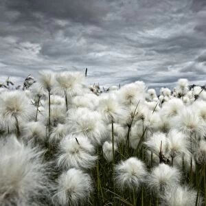 Iceland, Landmannlaugar, Flowering of cottongrass and the Iceland sky, leaden