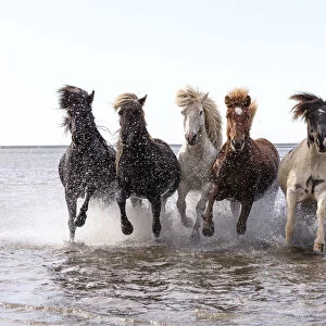 Icelandic horses running across a lake, South Iceland