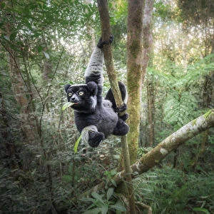 Indri (indri indri) in a primary forest in eastern Madagascar, africa