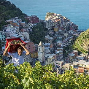 Italy, Liguria, Cinque Terre. Grape harvest in Manarola