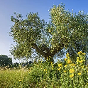Italy, Tuscany, olive tree, near Talamone