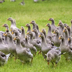 Juvenille gray Toulose geese raised for production of Foie Gras on free-range farm