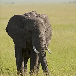 Kenya, Masai Mara. Elephant out on the plains