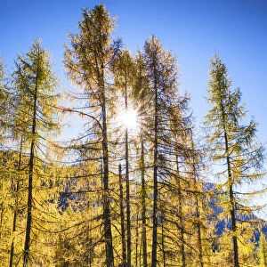 Larch Trees in Autumn, Dolomites, South Tyrol, Italy