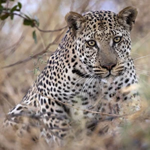 Large male Leopard, Okavango Delta, Botswana