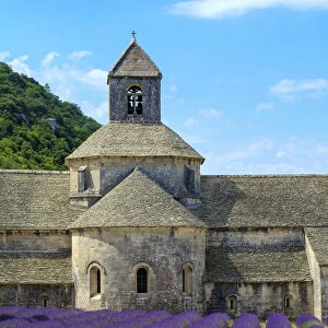 Lavender fields in full bloom in early July in front of Abbaye de Sa nanque Abbey