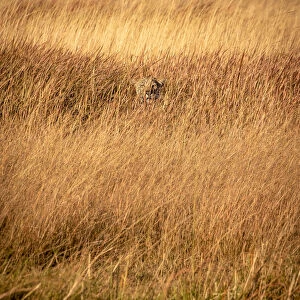 Leopard in grass, Okavango Delta, Botswana