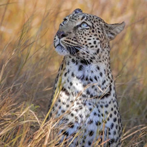 Leopard, Khwai River, Okavango Delta, Botswana