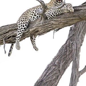 Leopard in tree, Moremi Game Reserve, Okavango Delta, Botswana