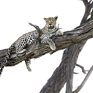 Leopard in tree, Moremi Game Reserve, Okavango Delta, Botswana