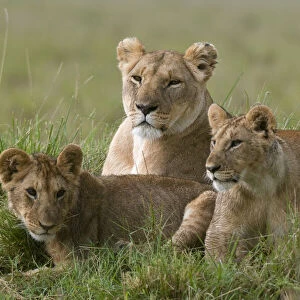 Lioness and cubs (Panthera leo), Masai Mara National Reserve, Kenya