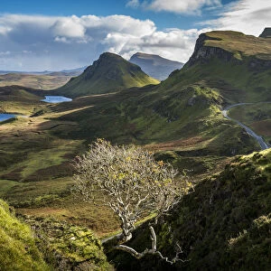 Lone bare tree at Quiraing with views of Loch Leum nu Luirginn and Loch Cleat, Isle