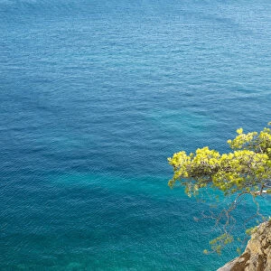 Lone pine tree growing from rocky ledge over blue water, Calanque de Sugiton, Parc