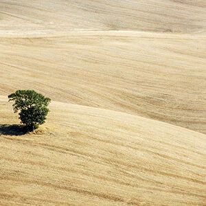 Lone tree after the summer harvest, Val d Orcia, Tuscany, Italy