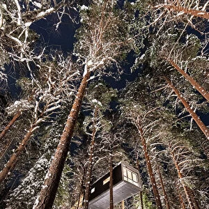 Low angle view of wood cottage amongst tall trees in the snow, accommodation for tourists at Tree hotel, Harads, Lapland, Sweden