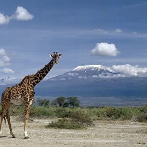 A Masai giraffe