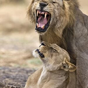 Mating lions, Katavi National Park