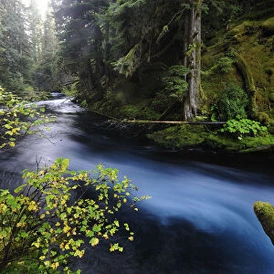 McKenzie River, Willamette National Forest, Oregon, USA