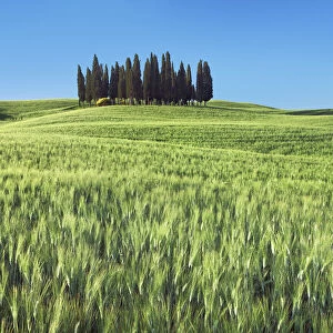 Mediterranean cypress group in wheat field - Italy, Tuscany, Siena, Val d Orcia