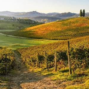 Michele Chiarlo foliage vineyard, Castelnuovo Calcea, Piedmont, Italy