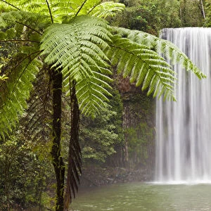 Milla Milla Falls, Atherton Highlands nr Cairns, Queensland, Australia