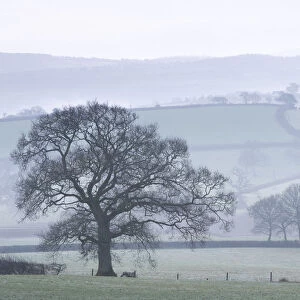 Misty rolling countryside with trees in wintertime, Copplestone, Devon, England. Winter