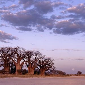 A full moon rises over a spectacular grove of ancient baobab trees