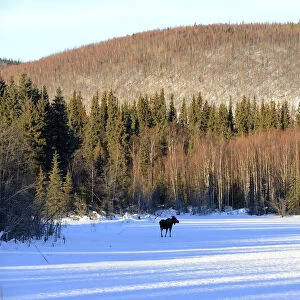 Moose out along Chena Hot Springs road, Fairbanks, Alaska, USA