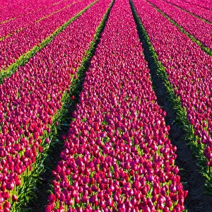 Netherlands, North Holland, Julianadorp. Colorful tulip flowers in a bulb field in spring