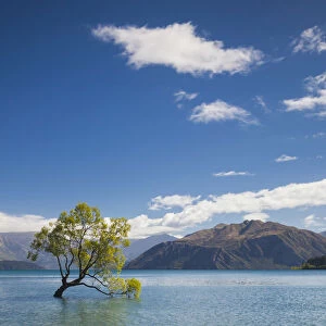 New Zealand, South Island, Otago, Wanaka, Lake Wanaka, solitary tree