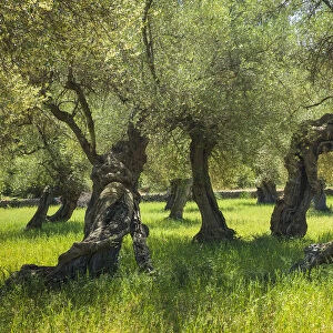 Old Olive Trees, Majorca, Balearics, Spain