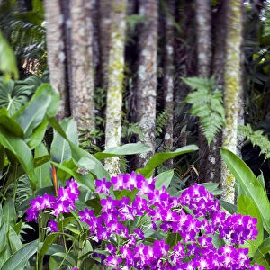 Orchids in Orchid Garden of Royal Botanical Gardens, Singapore