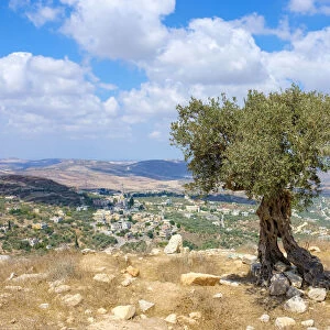 Palestine, West Bank, Nablus District, Olive tree at Maquam Sheikh Sha leh overlooking