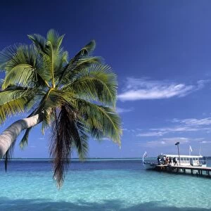 Palm tree and Tropical beach