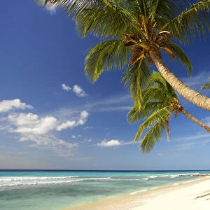 Palm Trees, Oistins Bay, Barbados, West Indies
