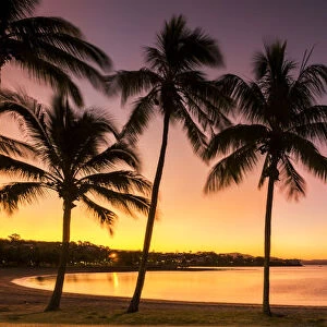 Palm Trees at Sunset, Airlie Beach, Queensland, Australia