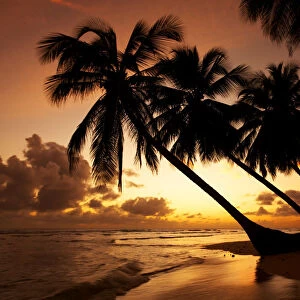 Palm Trees at Sunset, Barbados, West Indies