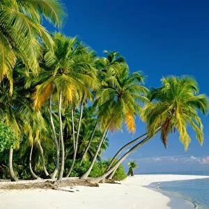 Palm Trees & Tropical Beach, Maldive Islands, Indian Ocean