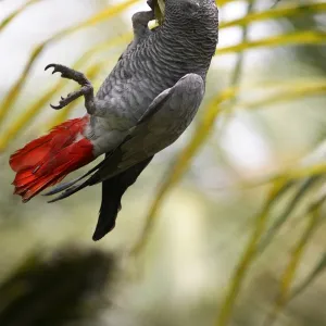 This parrot is known as the Papa Gaio do Principe