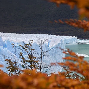 The Perito Moreno Glacier framed by red Lengas trees in autumn, Los Glaciares National Park, El Calafate, Argentina