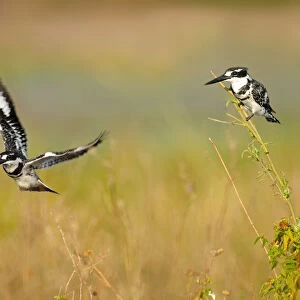 Pied Kingfisher, Ceryle rudisr, Chobe National Park, near the town of Kasane, Botswana