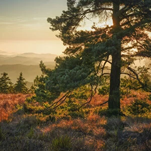 Pine at Schliffkopf, Black Forest National Park, Black Forest, Baden-Wuerttemberg, Germany, Europe