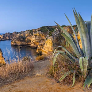 Portugal, Algarve, Lagos, Dona Ana Beach (Praia Dona Ana), Agave plant