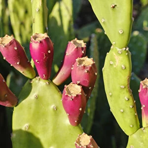 Prickly pear cactus is known by several other names, such as cactus fruit, nopal